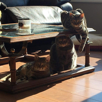 My friends cats look like they are about to drop a dope new album