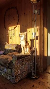 My friends derpdog greeting the sun before her yoga session