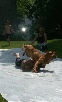 My friends dog decided to join the fun of a slip and slide instant regret