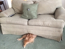 My friends dog does this whenever he wants to take a nap