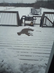 My friends dog fell asleep in the snow