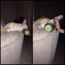 My friends dog fell asleep like this