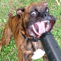 My friends dog had a battle with a leaf blower
