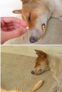 My friends dog is a deep sleeper and we had a leftover corn cob