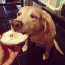 my friends dog is  today She likes carbs and cheese