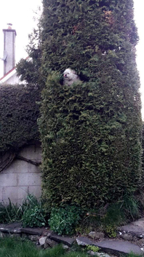 My friends dog likes chilling in this tree