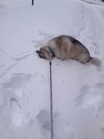 My friends dog refuses to go back inside