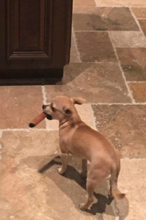 My friends dog stole a cigar and wouldnt let anyone take it away