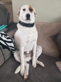 My friends dog thinks he is a people