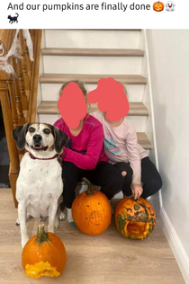 My friends dog wins at pumpkin carvingproud photo moments