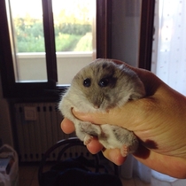 My friends hamster looks like a cartoon