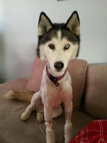 My friends Husky after the rd time she had to be shaved down for a tick She refuses to take the vets treats now