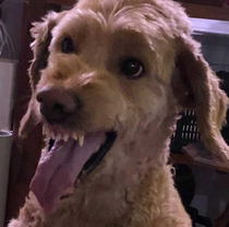 My friends Labradoodle mid yawn