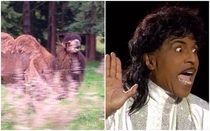 My friends neighbor has a camel and he looks like Little Richard