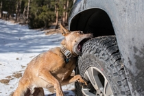 My friends puppers does this every time he jumps out of the truck