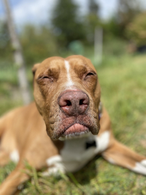 My friends say my dog looks like Robert DeNiro