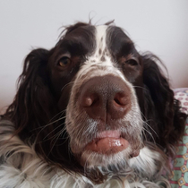 My friends young dog looking really old