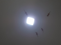 My garages ceiling has a lizard cult