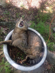 My garden is doing well this year Almost time for the cat harvest