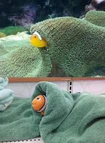 My gf took a pic at the Dallas Aquarium I took a pic at Target Theyre virtually indistinguishable