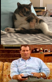 My GFs cat reminded me of someone