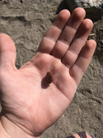 My giant hands Pine cone for scale