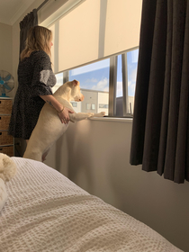 My girlfriend and my dog looking out the window I think theres something wrong my girlfriend