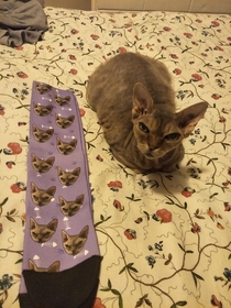 My girlfriend got me custom printed socks with our cats face on them Original photo in comments