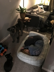 My girlfriend stole the dog bed and Grace doesnt know how to handle it