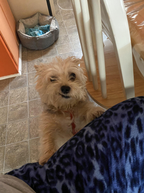 My girlfriends dog smirking to convince her to share her food