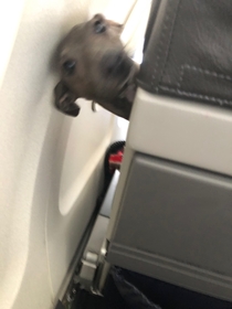 My girlfriends sister sat behind a good boy on the plane today