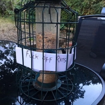 My girlfriends very effective rat deterrent from the bird feeders