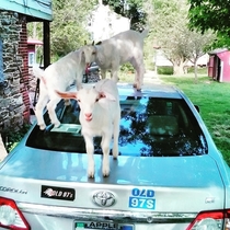 My goats cant scale huge brick wallsbut they will happily fuck my car all up