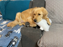 My Golden hanging out like a human  