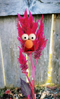 My good friend photoshopped a pic I took of my favorite celosia from my backyard here in TX It really made my morning that day and every time I see it I crack up I felt inclined to share  peep the meep