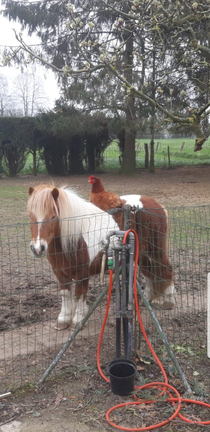 My grandfathers chickens like to ride his pony