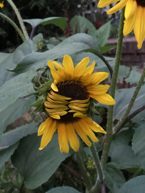 My grandmas bashful sunflower