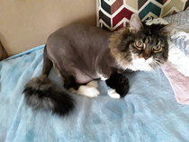 My grandmas cat just got home from the groomers D