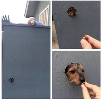 My Grandpa cut a hole in his nice new fence so my dog could see people as they walk by and beg them for treats