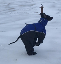 My Great Dane in his snowsuit - I cant not laugh at him