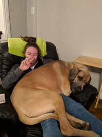My great dane thinks hes a chihuahua girlfriend for scale