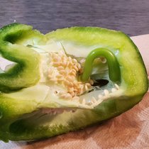 My green bell pepper was pregnant