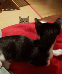 My grown cat keeping an eye on the new kitten
