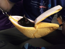 My hamster in his banana hammock