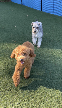 My happy poodle at daycare now zoom in to the grumpy dogs face behind him