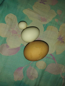 My hen laid a tiny fart egg
