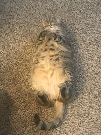 My high chubby little weirdo trying to blend in with the carpet after eating  leaves of catnip