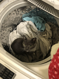 My Hooman told me I could be anything So I became dirty laundry