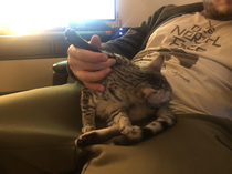My husband enjoys helping out cat lick her butthole