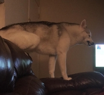 My husky being a husky